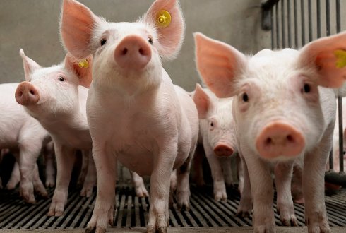 Crossbred traits required in purebred pig breeding schemes