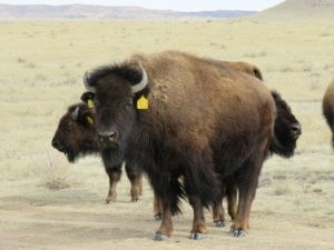 First IVF bison calf released to conservation herd