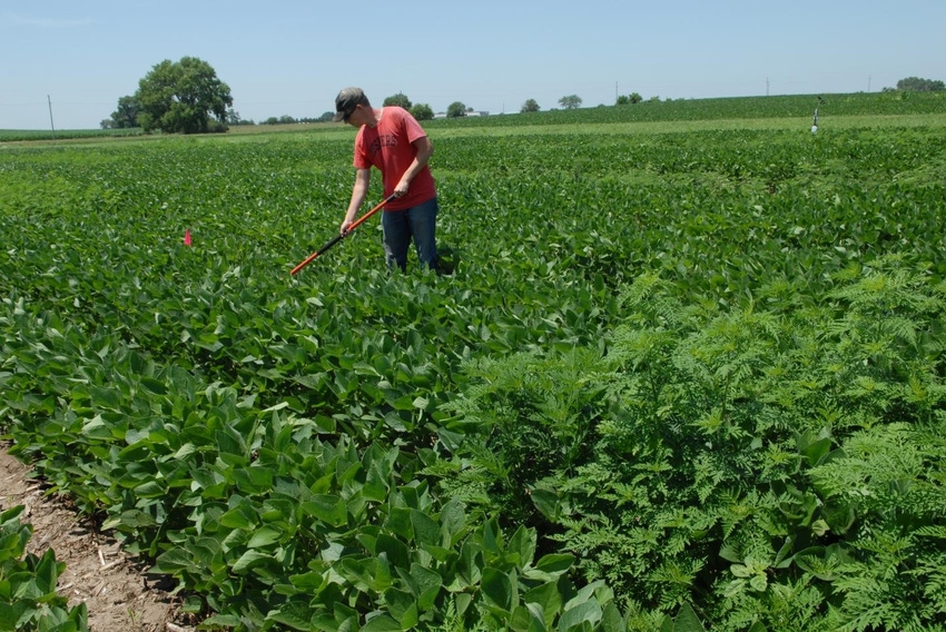 Ragweed casts shade on soybean production