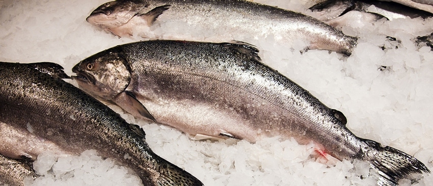 Artificial salmon gut to aid fish nutrition research