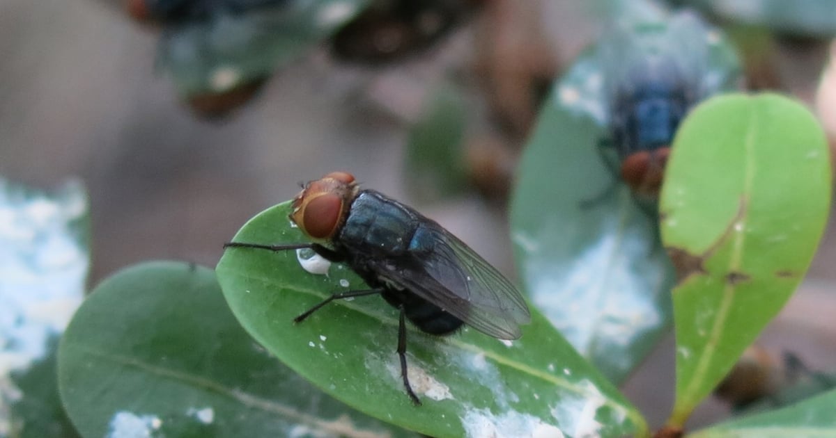 米国の家畜と動物を新世界ラセンウジ虫から守るための緊急資金提供