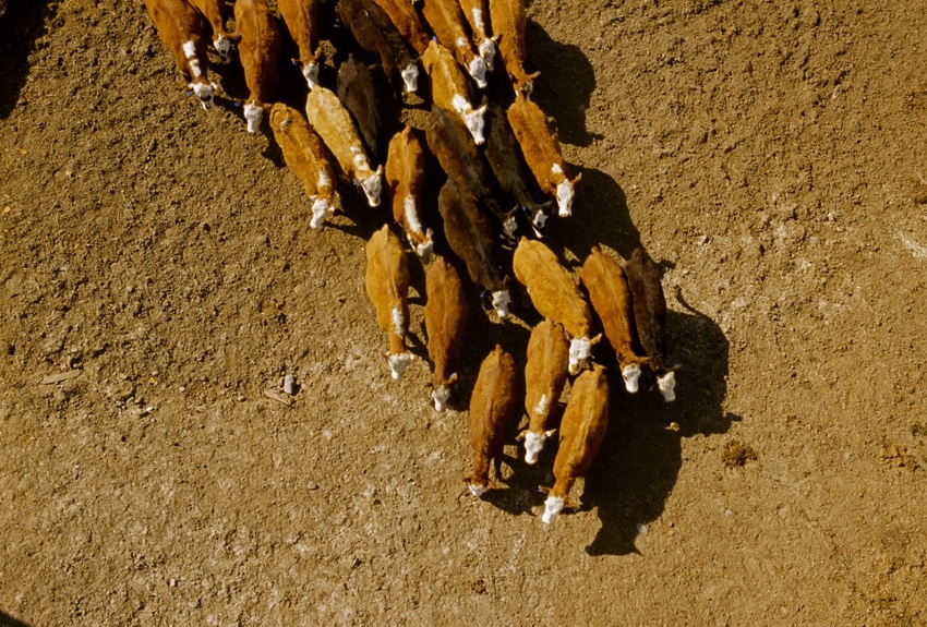 Starting calves on prebiotic aids feedlot transition