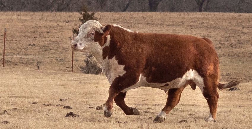 Oklahoma State bull trich vector.jpg