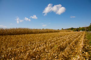 corn-field-at-harvest-128080035.jpg