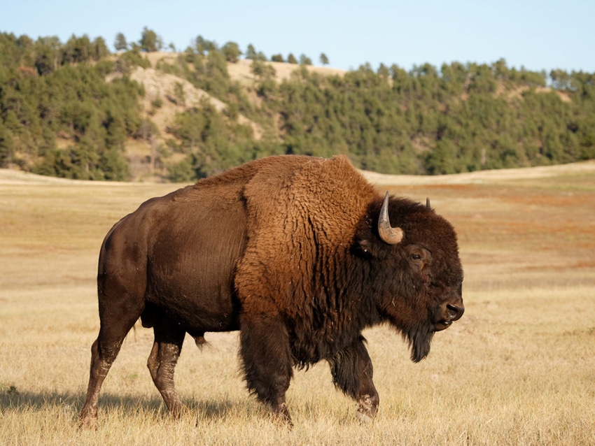TAMU Vet Med bison1.jpeg
