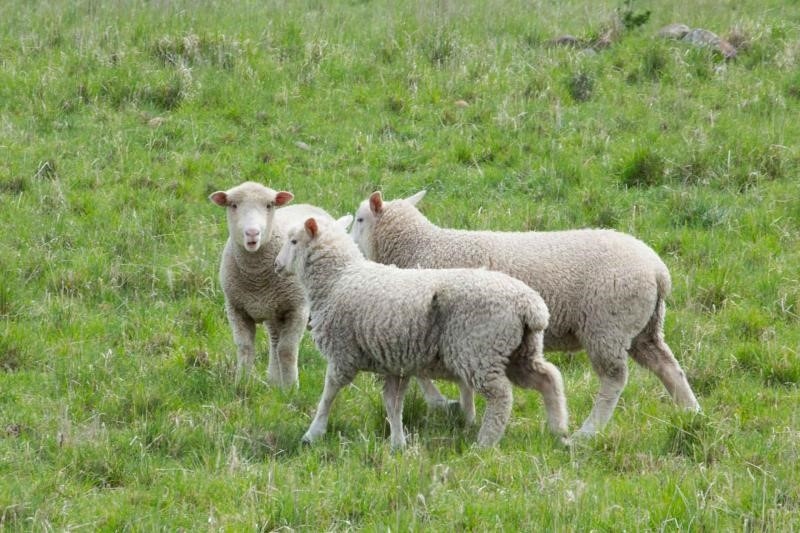 Pirbright sheep bluetongue.jpg