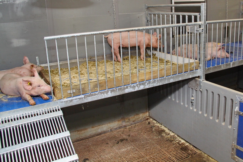 New pig housing system under development in Netherlands