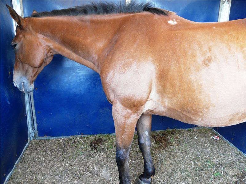 Potential new indicator of chronic stress found in horses