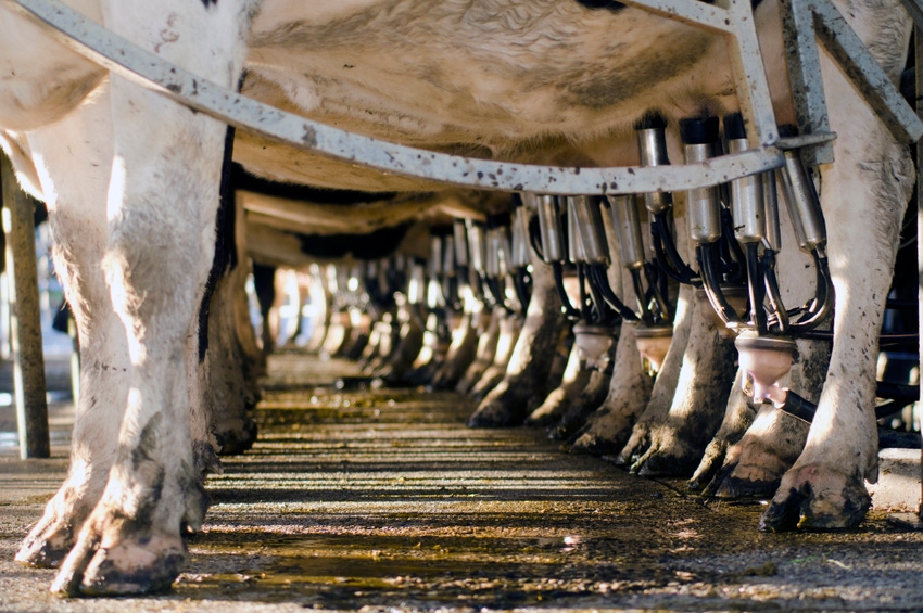 U.K. study seeks root cause of dairy cow lameness