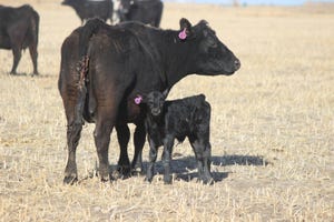 Kansas State cow calf pair.jpg
