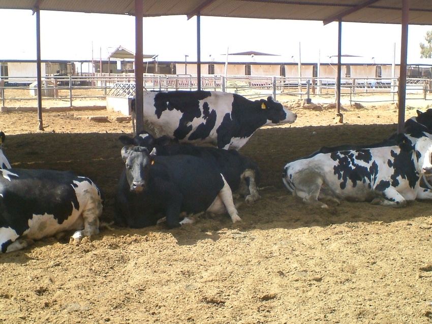 Late-gestation heat stress affects calves
