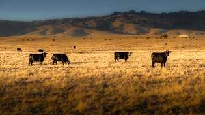 Cattle TB confirmed in Texas beef herd