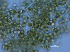 Algae, 'electric' bacteria could help treat wastewater