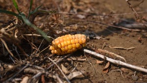 small ear of corn