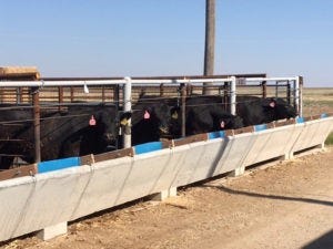Study: Fumonisin may not be detrimental to beef cattle diets