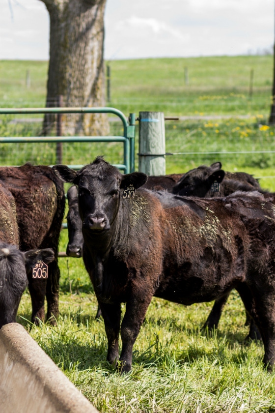 Michigan identifies new case of bovine TB in Alcona County
