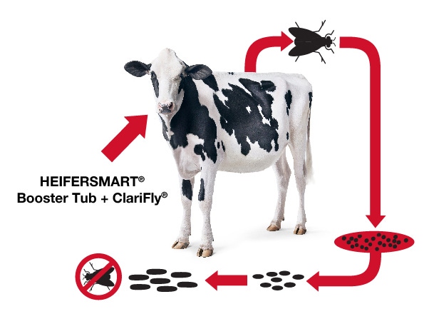 New heifer tub provides enhanced fly control