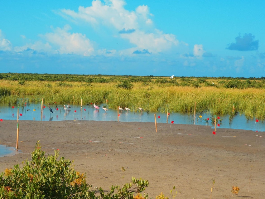 Rainfall, temperature changes expected to transform coastal wetlands