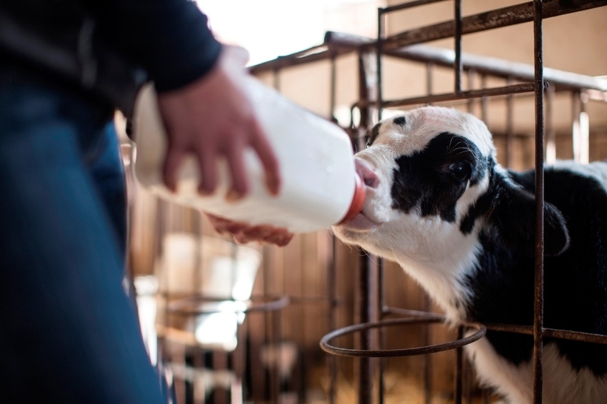 Bayer Animal Health, PTT to tackle calf diarrhea