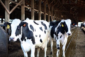 Membrane technology to clean water from dairy manure