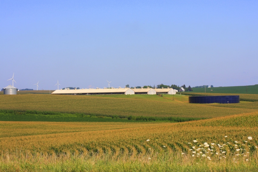 hog barns farm and wind turbines in Iowa corn field