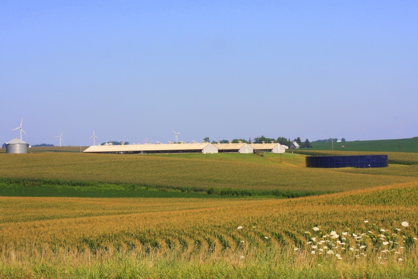 hog barns farm and wind turbines in Iowa corn field hog barns farm and wind turbines in Iowa corn field