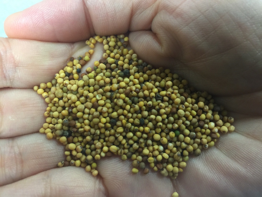 Carinata seed gets FDA approval as new animal feed