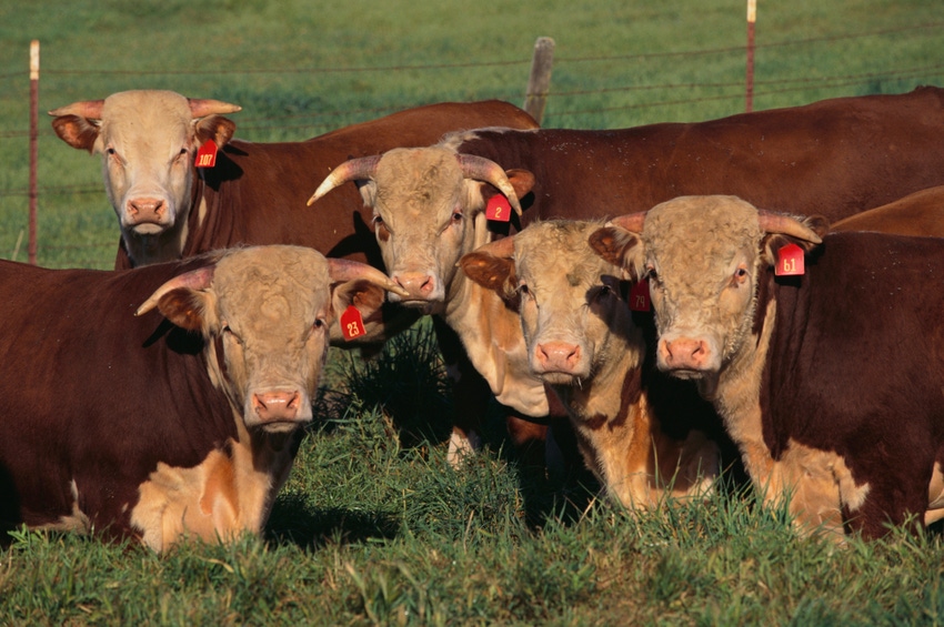 beef cattle-Hereford bulls_Fuse_78754900.jpg