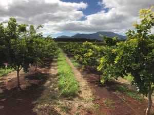 TerViva pongamia orchard.jpg