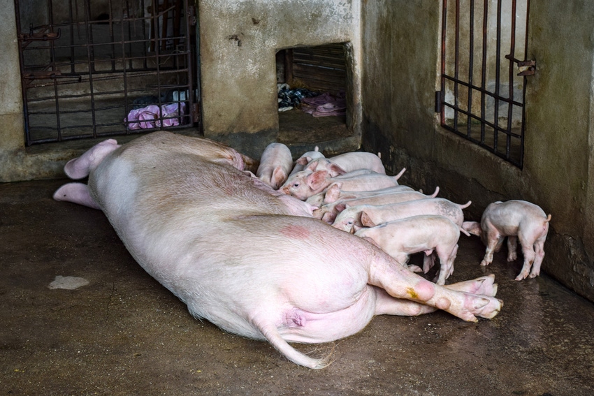 Asia has now lost nearly 5 million pigs to African swine fever