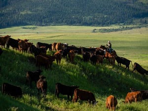 Montana State Ft Ellis ranch.jpg