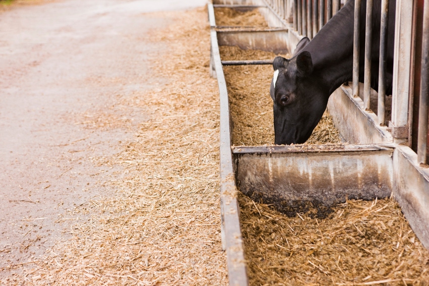 Manage molds, mycotoxins for optimal rumen function