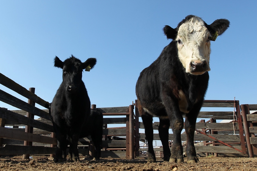 cattle in California_David McNew_Stringer_Getty Images News-467012475.jpg