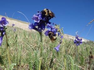 Microphones help track pollinating bees in new study