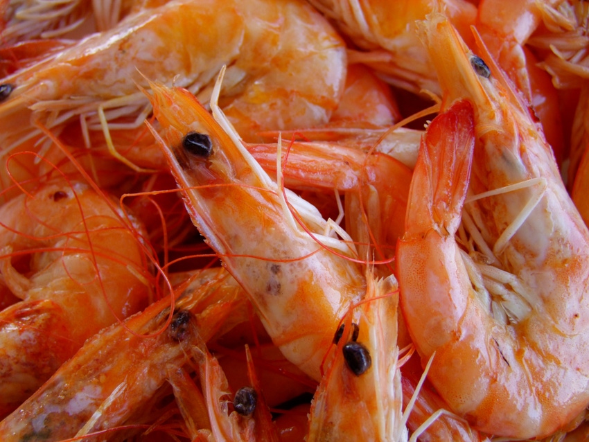 tru Shrimp to build first shrimp facility in South Dakota