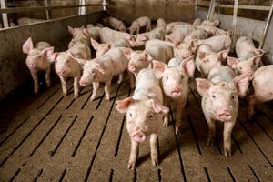 Weaned pigs may need more dietary tryptophan