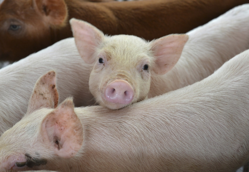 Low-oil DDGS provides less energy, more protein in pig diets