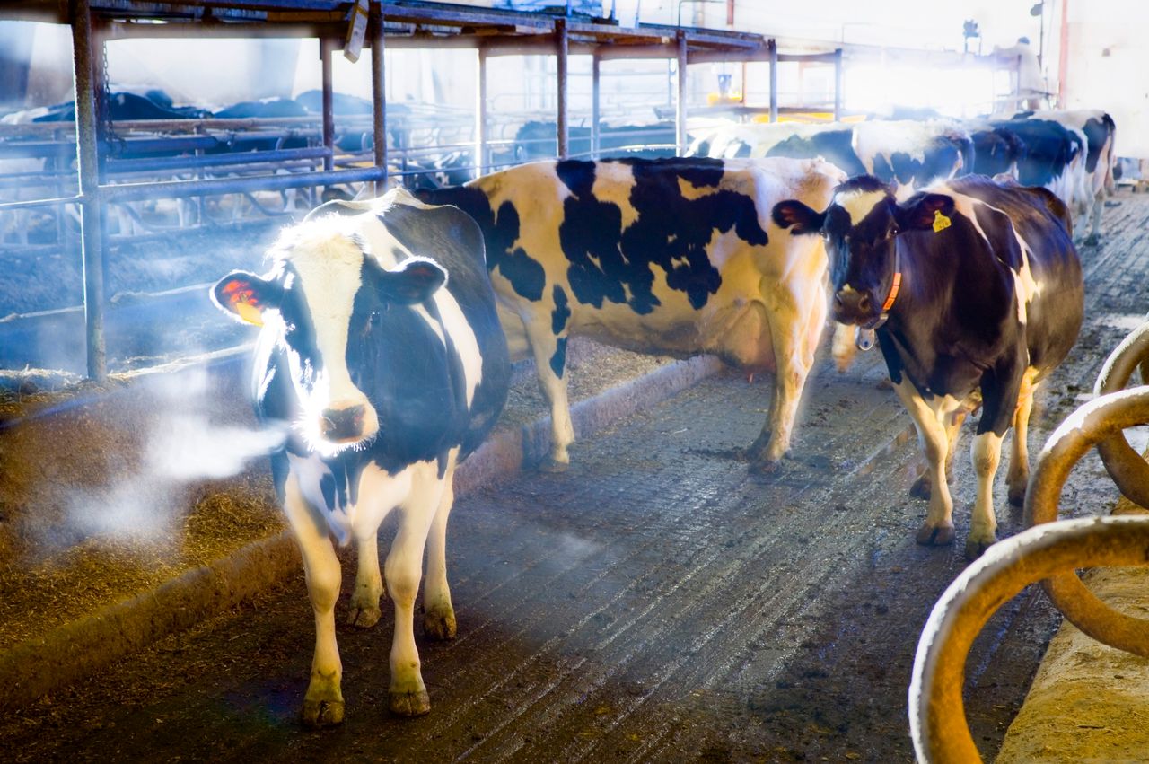 Heat Rate Stack N&H TOPLINE: Precision livestock management, emerging technologies tak