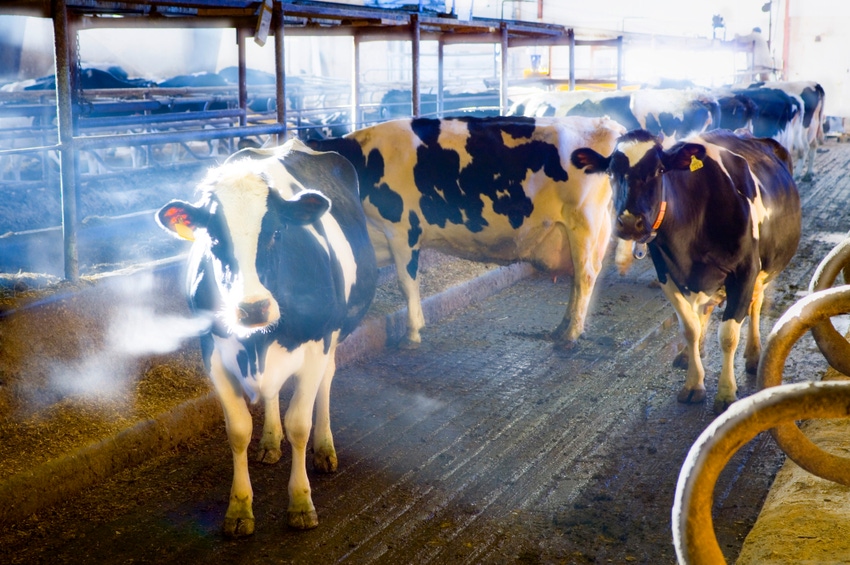Cooling, dietary CP influence milk production during heat stress