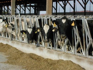 JDS postpartum disease in dairy cows.jpg