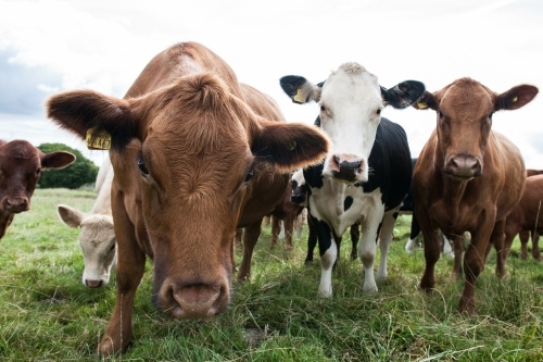 New method calculates carbon footprint of individual cattle
