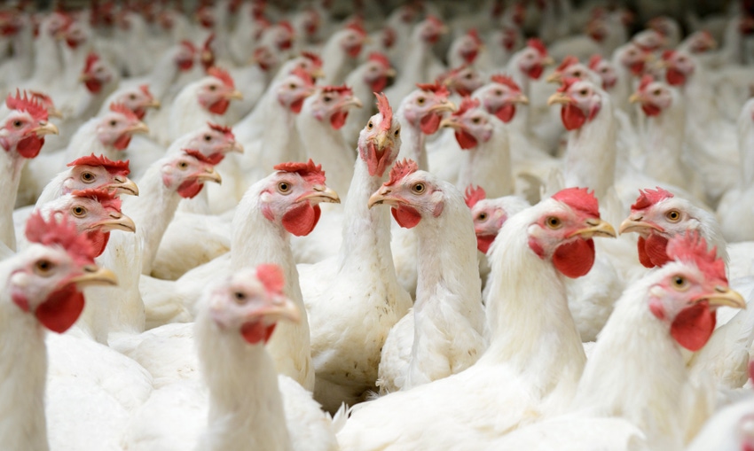Research indicates new tool for reducing poultry ammonia emissions