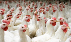 Vitamin C may support post-hatch growth in broilers