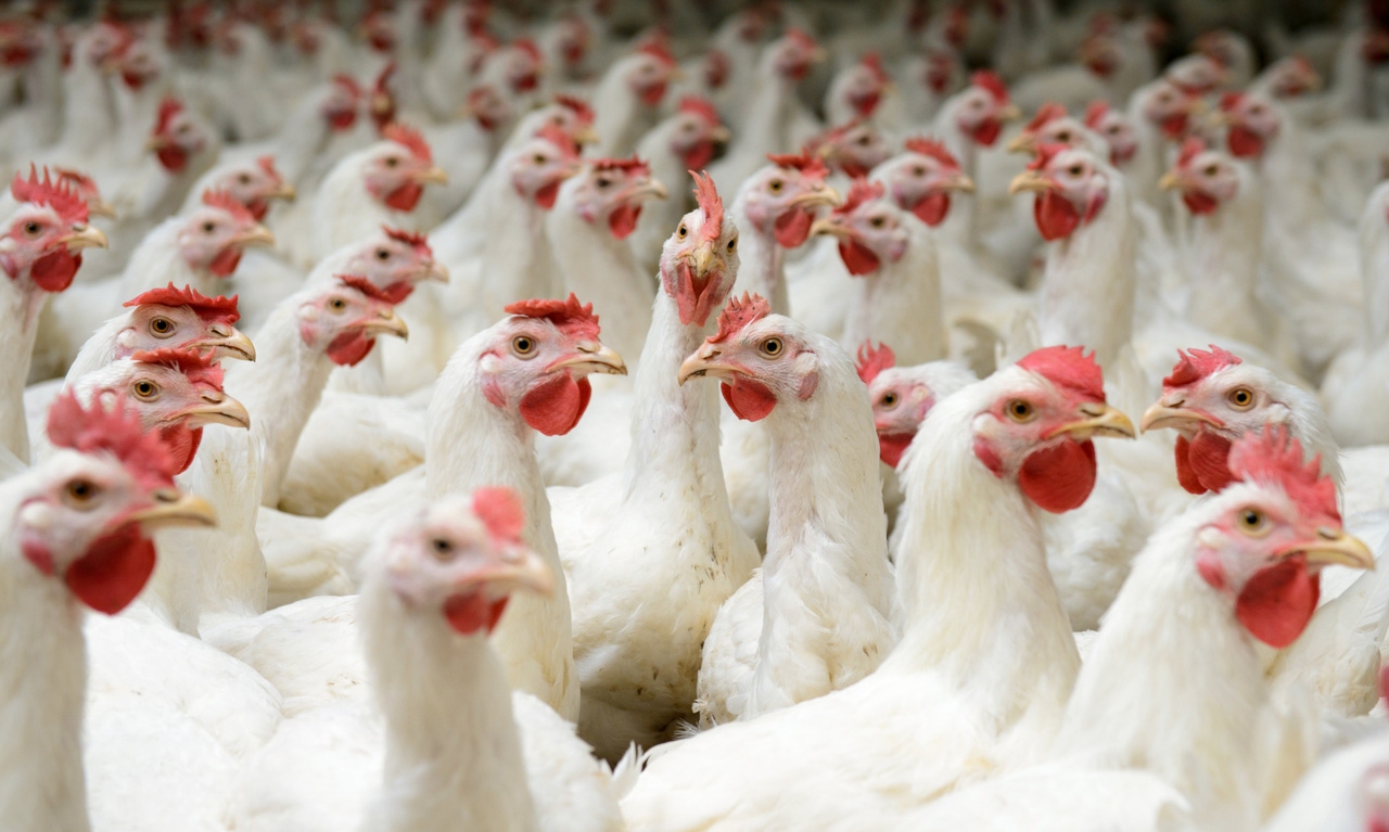 Morocco opens its doors to US poultry