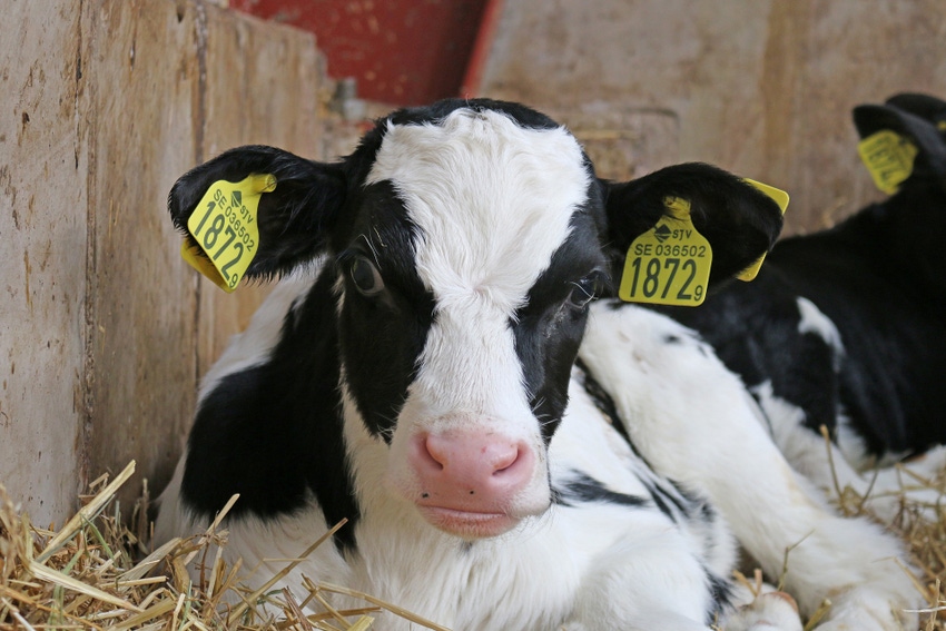 calf-703636_1920.jpg