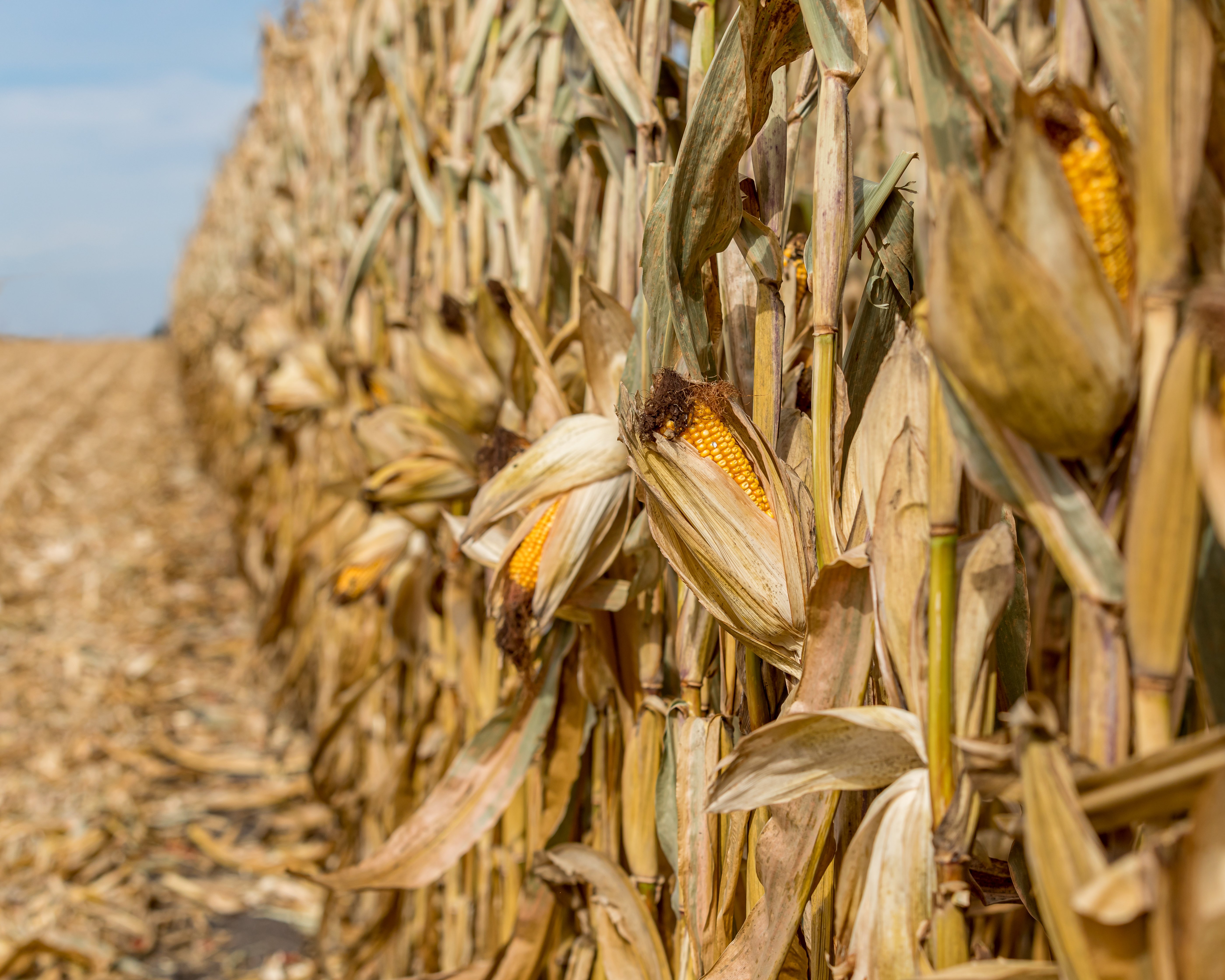 dsm-firmenich releases 2023 World Mycotoxin Survey - Vimarsana News
