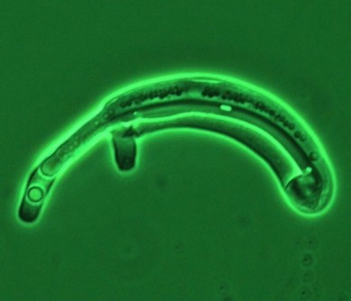 Expanding the stable of 'workhorse' yeasts Expanding the stable of 'workhorse' yeasts