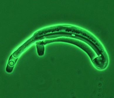 Expanding the stable of 'workhorse' yeasts