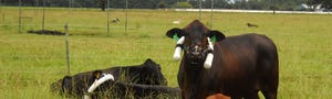 U Florida cattle-methane-featured2.jpg