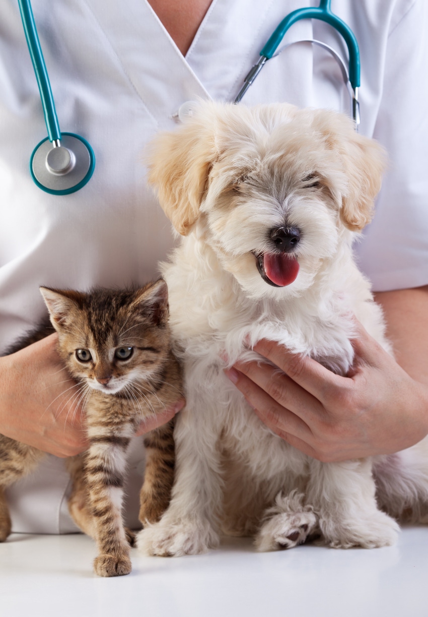 AVMA, AAVMC form Veterinary Futures Commission